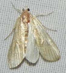 Parapoynx maculalis
