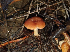 Hydnum crocidens