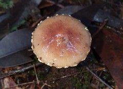 Stropharia formosa