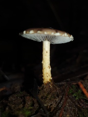 Stropharia formosa