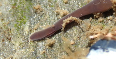 Lineus sanguineus