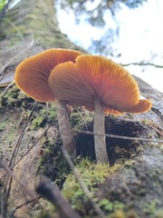 Gymnopilus allantopus
