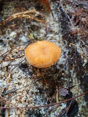 Hydnum crocidens