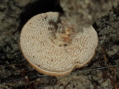 Hydnum crocidens