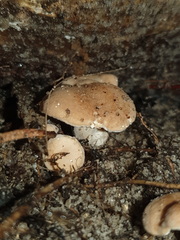 Hydnum crocidens