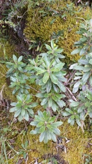 Brachyglottis monroi