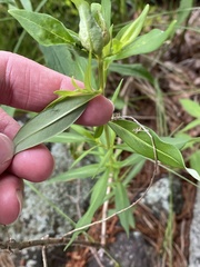 Lysimachia terrestris