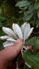 Brachyglottis monroi