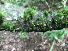 Bryophyta