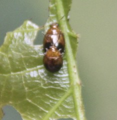 Nisotra bicolorata