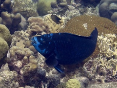 Scarus coelestinus