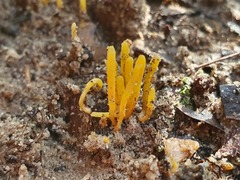 Clavulinopsis amoena