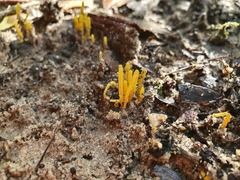 Clavulinopsis amoena