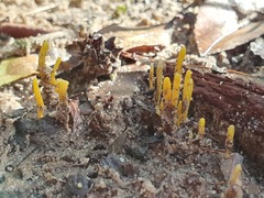 Clavulinopsis amoena