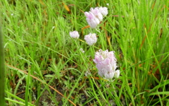 Polygala mariana