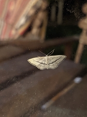 Idaea mediaria