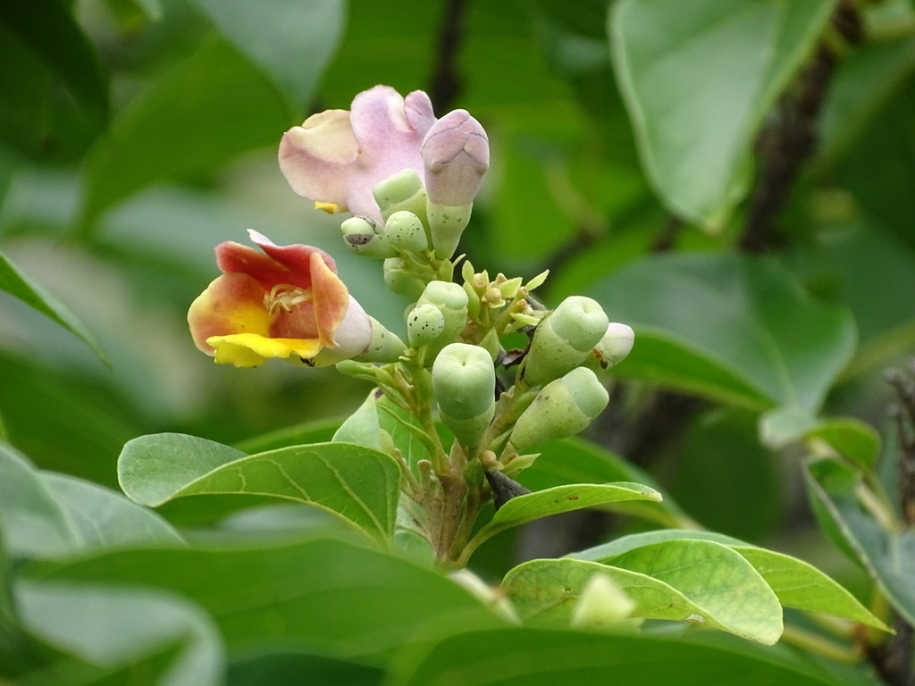 Gmelina chinensis (Gmelina chinensis)