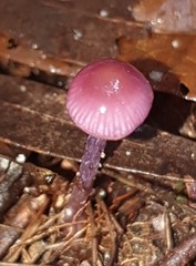 Thaxterogaster submagellanicus