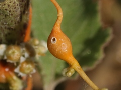 Smicronyx sculpticollis