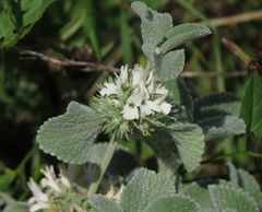 Marrubium incanum