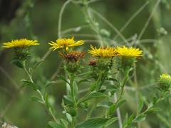 Pentanema spiraeifolium