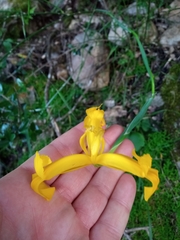 Iris xiphium lusitanica