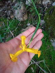 Iris xiphium lusitanica