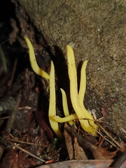 Clavulinopsis amoena