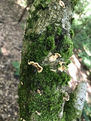 Fungi