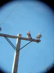 Geranoaetus polyosoma polyosoma