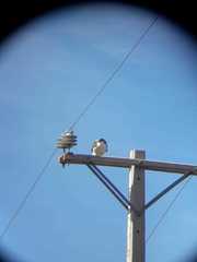 Geranoaetus polyosoma polyosoma