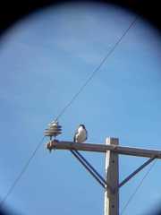 Geranoaetus polyosoma polyosoma