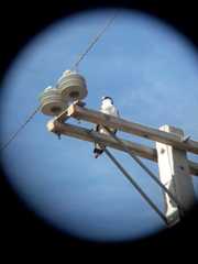 Geranoaetus polyosoma polyosoma