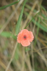 Papaver rhoeas
