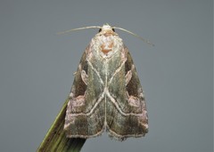 Eucarta virgo