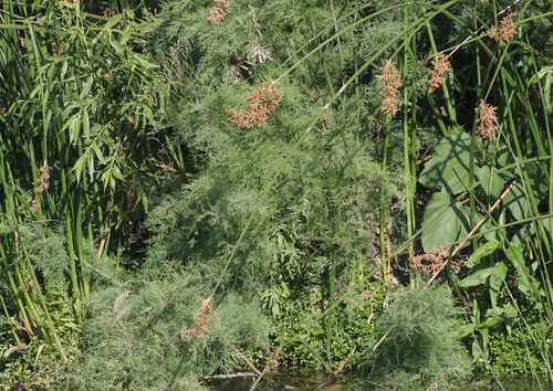 iNaturalist observation photo of Tamarisks