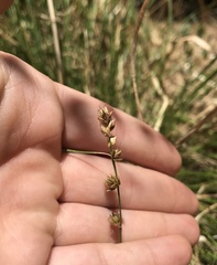Carex divulsa divulsa