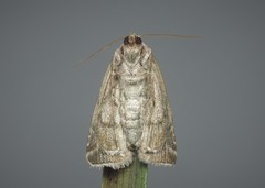 Eucarta virgo