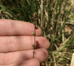 Carex divulsa divulsa