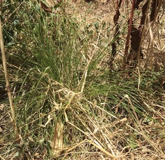 Carex divulsa divulsa