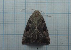 Eucarta virgo