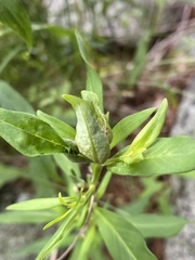 Dasineura lysimachiae