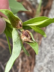 Dasineura lysimachiae