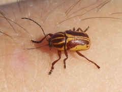 Cryptocephalus castaneus