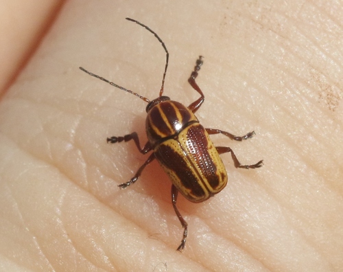 iNaturalist observation photo of Chestnut-colored Cryptocephalus
