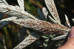 Puccinia chrysanthemi