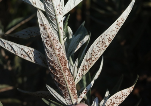 iNaturalist observation photo of Puccinia chrysanthemi