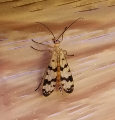 Panorpa speciosa