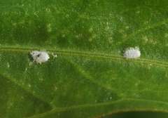 Phenacoccus peruvianus