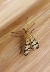 Panorpa speciosa